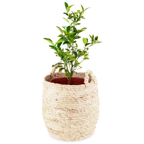 Compactor ko&amp;scaron;ara za pohranu Lhassa, &amp;oslash; 30 cm Slike