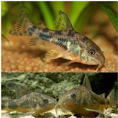 Akvarijum Centar Peppered cory Cene