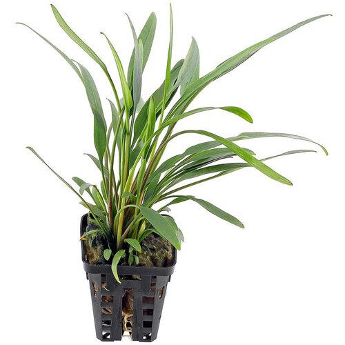 Rainforest Cryptocoryne willisii Cene