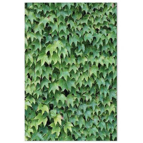  Slika - Thick Ivy (1 Part) Vertical 40x60 Slike