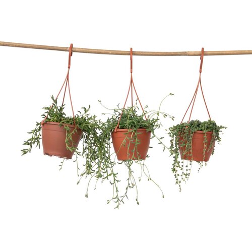 Plant in a Box Biserična vrsta - Set 3 - Senecio - ø 12cm, (22058368) Cene