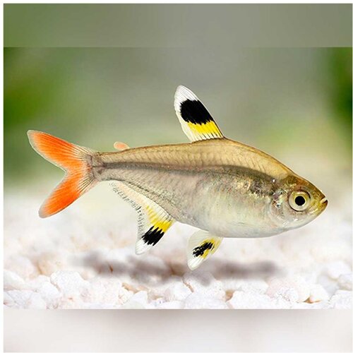 Akvarijum Centar Pristella maxillaris gold - Pristela zlatna Cene