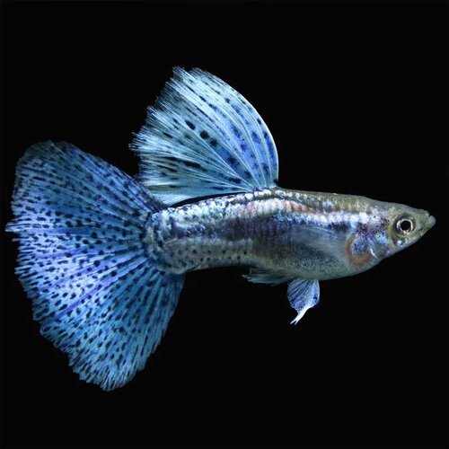 Akvarijum Centar Blue grass guppy Cene