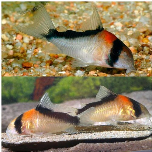 Akvarijum Centar adolfoi cory Cene