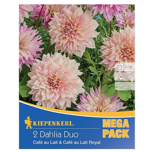KIEPENKERL Dalija Duo (Dahlia x Hybrida, Višebojni, Broj cvjetnih lukovica: 2 Kom.) Cijene
