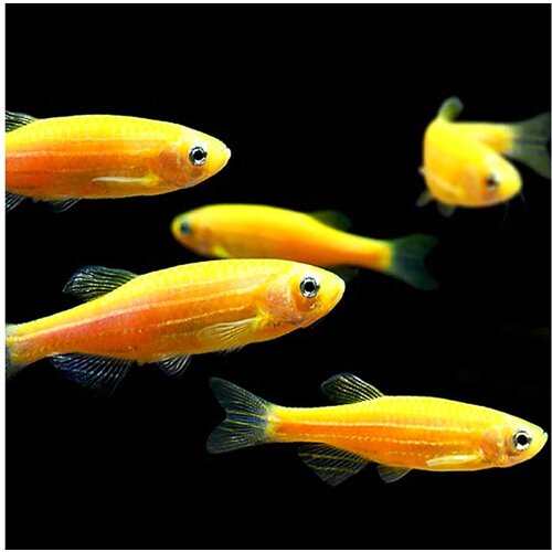 Akvarijum Centar gold zebra danio Cene