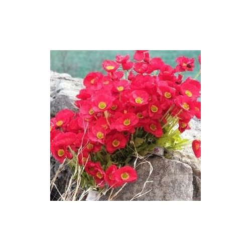  Umjetno cvijeće mak 60x60 Cijene