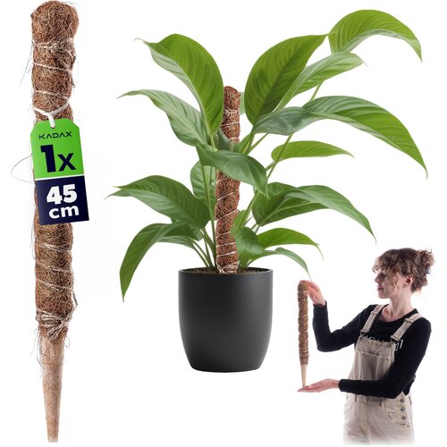 KADAX Podpora za cvetlične rastline 45 cm Kokosov kol 45 mm Drog za monstero, (5000362677) Slike