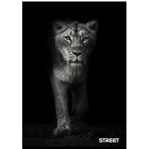STREET Zvezek A4 Safari, črte z robom, 54 listov, sortirano, 1 kos Slike