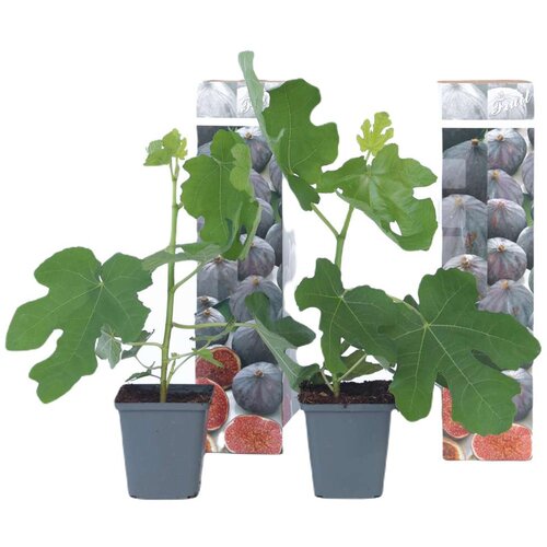 Plant in a Box figa - 2 kos - ficus carica &amp;#039;brown turkey&amp;#039; - vi&amp;scaron;ina 25-40cm - ⌀9cm, (21757742) Slike