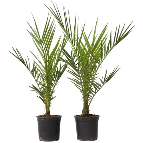 Plant in a Box Kanarski datljevec - 2 kos - Phoenix canariensis - Višina 50-60cm - ⌀15cm, (21757443)