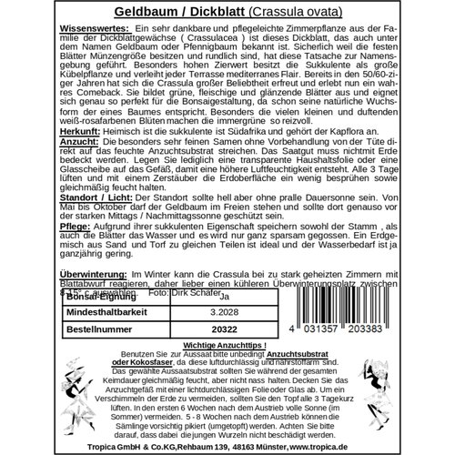  Okroglolistna tolstolistnica - sobni bonsaj - 100 zrn. Cene