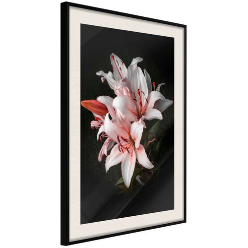  Poster - Pale Pink Lilies 30x45 Slike