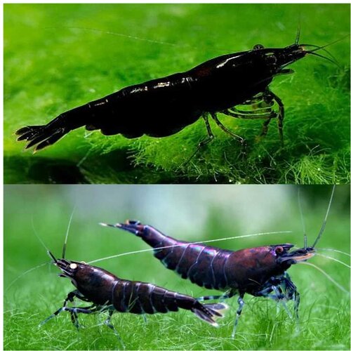Akvarijum Centar Black shrimp Cene