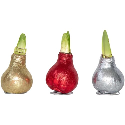 Plant in a Box Amarilis - 3 kos - Hippeastrum 'Glitter Mix' - Cvetna čebulica - Rdeča, (21739785) Cene