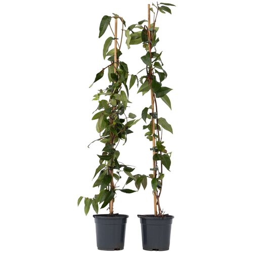 Plant in a Box kosteničevje - 2 kos - lonicera henryi 'copper beauty' - V110-120cm - ⌀17cm, (21757509) Cene