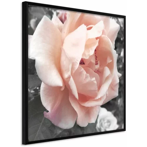  Poster - Delicate Rose 30x30
