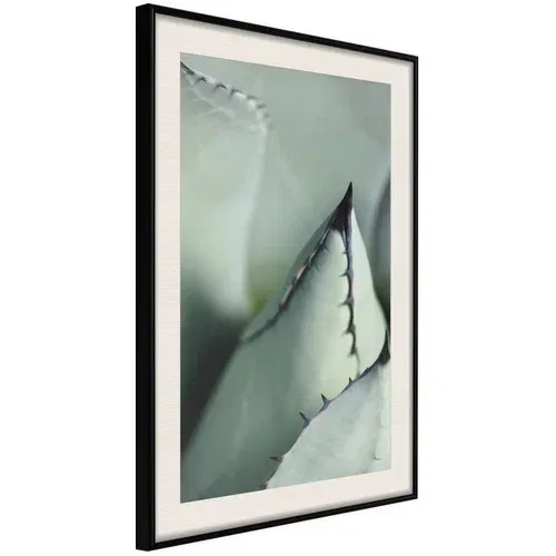  Poster - Young Leaf of Agave 30x45