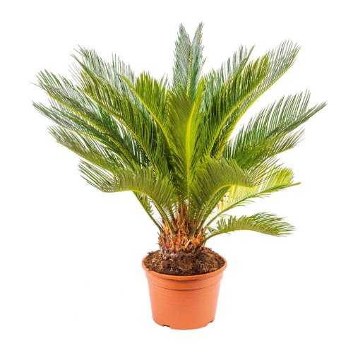 TGC cycas revoluta 20/65 TGC Cene