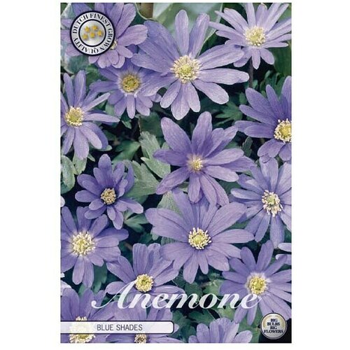 Cvjetne lukovice Anemone Blue Shades (Ljubičasta, Botanički opis: Anemone) Slike