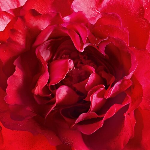 Guerlain mon bloom of rose parfemska voda 100 ml za žene Cene