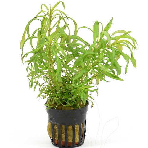 Rainforest Pogostemon octopus Cene