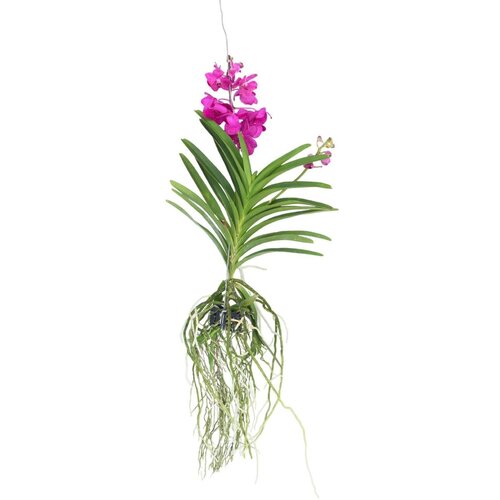 Plant in a Box orhideja vanda - vanda 'tayanee cerise' - višina 55-65cm, (21758087) Cene