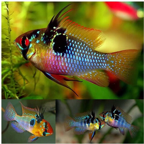 Akvarijum Centar german blue ram Cene