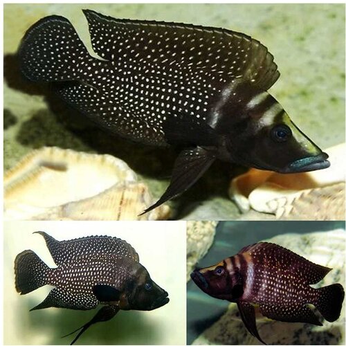 Akvarijum Centar altolamprologus calvus Cene