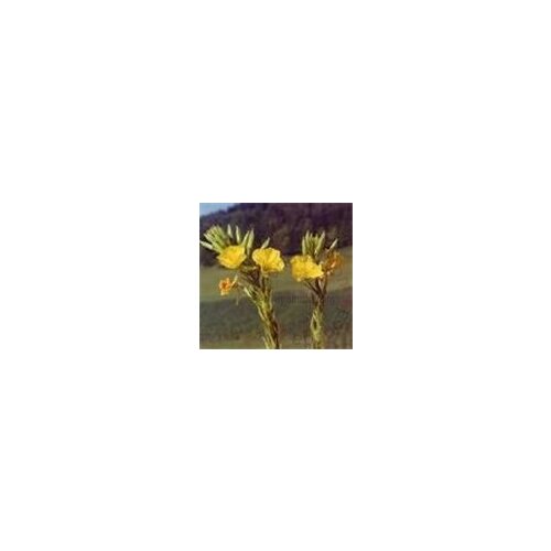 Oshadhi biljno ulje Nocurak 30ml Slike