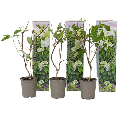 Plant in a Box hortenzija - 3 kos - hydrangea &amp;#039;silver dollar&amp;#039; - vi&amp;scaron;ina 25-40cm - ⌀9cm, (21757789) Slike