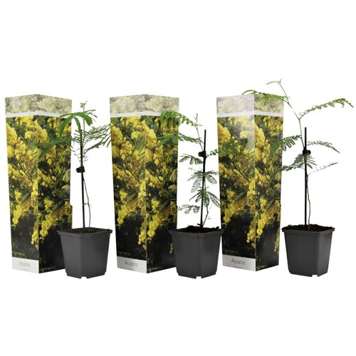 Plant in a Box Mimoza - 3 kos - Mimosa dealbata - Višina 25-40cm - ⌀9cm, (21757839) Cene