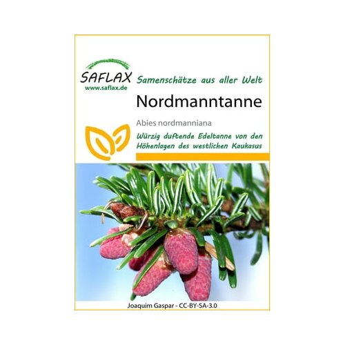 Saflax Jelka Nordmann Cene