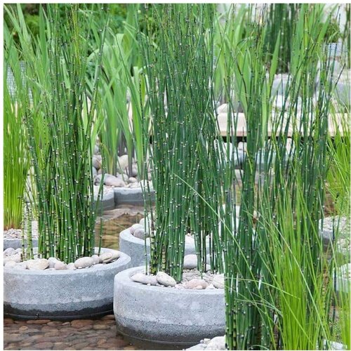 Rainforest Equisetum japonicum Cene