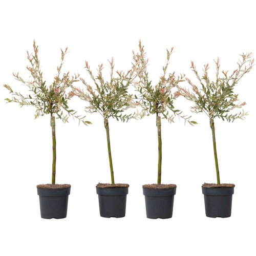 Plant in a Box Vrba - 4 kos - Salix integra 'Flamingo' - Višina 60-80cm - ⌀17cm, (21778536) Cene
