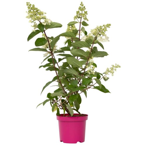 Plant in a Box hortenzija - hydrangea paniculata &amp;#039;pinky winky&amp;#039; - vi&amp;scaron;ina 25-40cm - ⌀19cm, (21757698) Slike