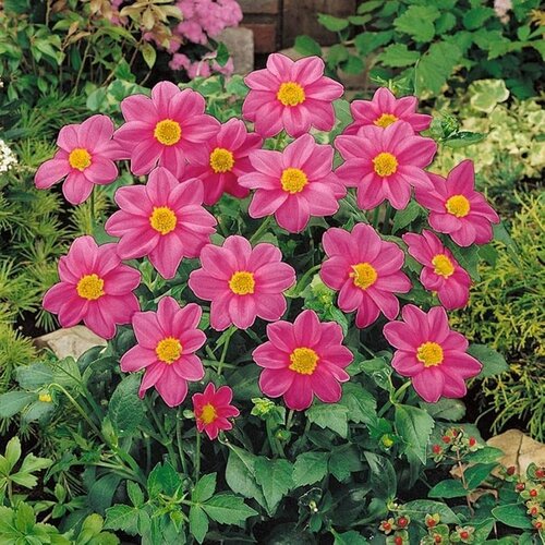 Royal De Ree Lukovica Georgina, dalija - Dahlia Mignon Hartenaas 1/1 Cene