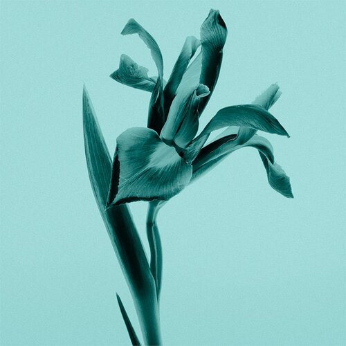 Tiffany &amp;amp; Co. parfemska voda za žene 30 ml Slike