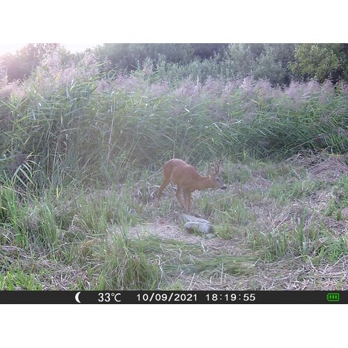 OXE Fotozamka Gepard II i solarni panel + 32GB SD kartica i 4 baterije! Slike