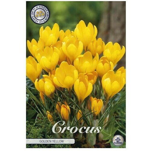  Cvjetne lukovice Šafran Golden Yellow (Žuta, Botanički opis: Crocus) Cijene