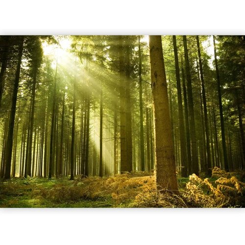  Foto tapeta - Pine forest &amp;ndash; dense woodland in morning sunlight 350x256 Slike