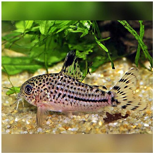 Akvarijum Centar corydoras trilineatus Slike