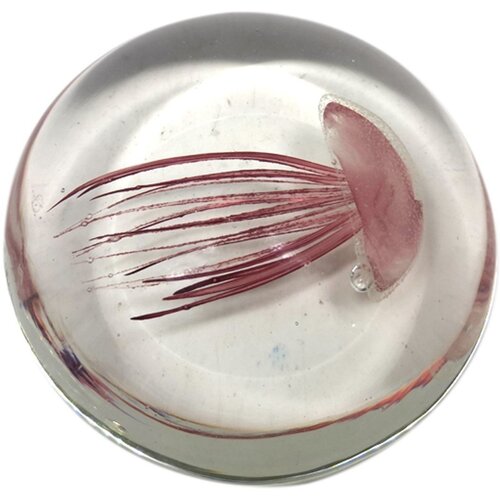 Signes Grimalt Pisappel Medusa Red Cene