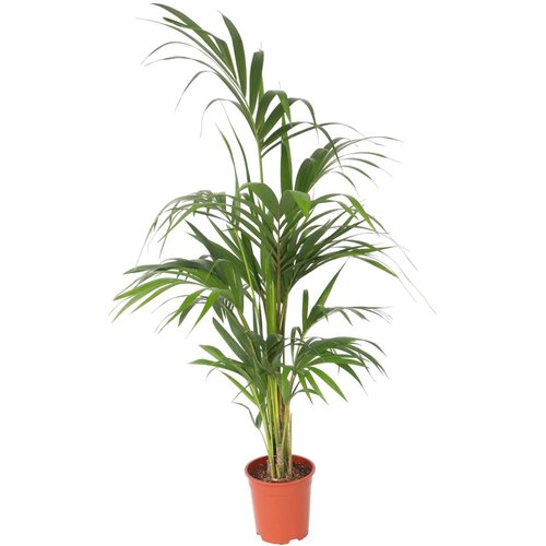Plant in a Box Kentia - Howea forsteriana - Višina 130-140cm - ⌀21cm, (21758133) Cene