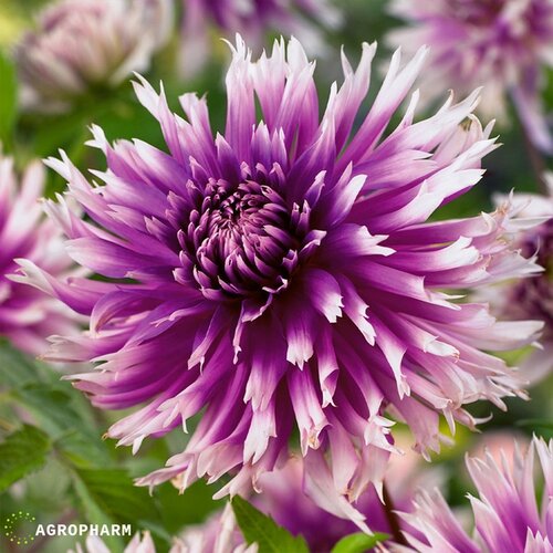 Royal De Ree Lukovica Georgina, dalija - Dahlia Dec. Table Dancer 1/1 Slike