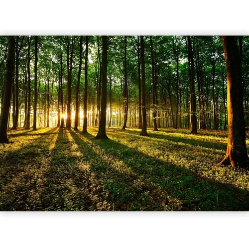  Foto tapeta - Spring: Morning in the Forest 500x350 Premium Cijene