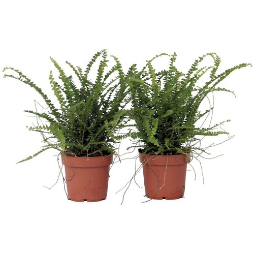 Plant in a Box Nefrolepsis - 2 kos - Nephrolepis 'Duffii' - Višina 25-40cm - ⌀12cm, (21758316) Cene