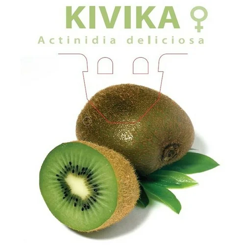 KIVI (Actinidia deliciosa, Berba: Listopad, Žensko)