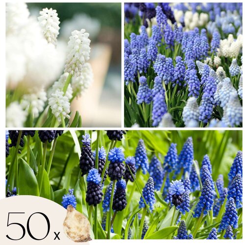 Plant in a Box Armenska hru&amp;scaron;ica - 50 kos - Muscari &amp;#039;Magic Mix&amp;#039; - Cvetne čebulice, (21755678) Slike