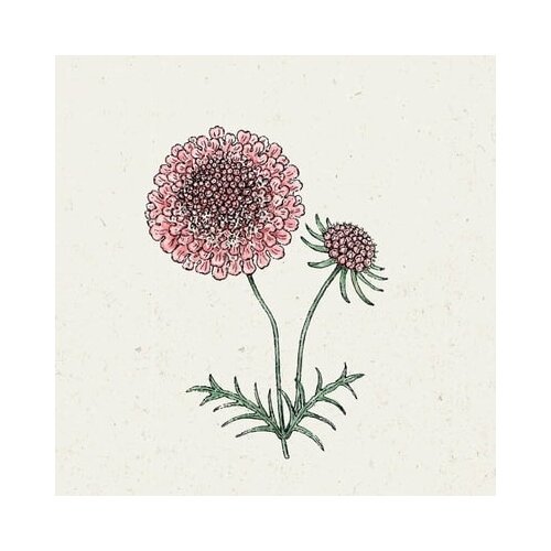Jora Dahl Scabiosa atropurpurea "Salmon Pink" - grintavec Cene